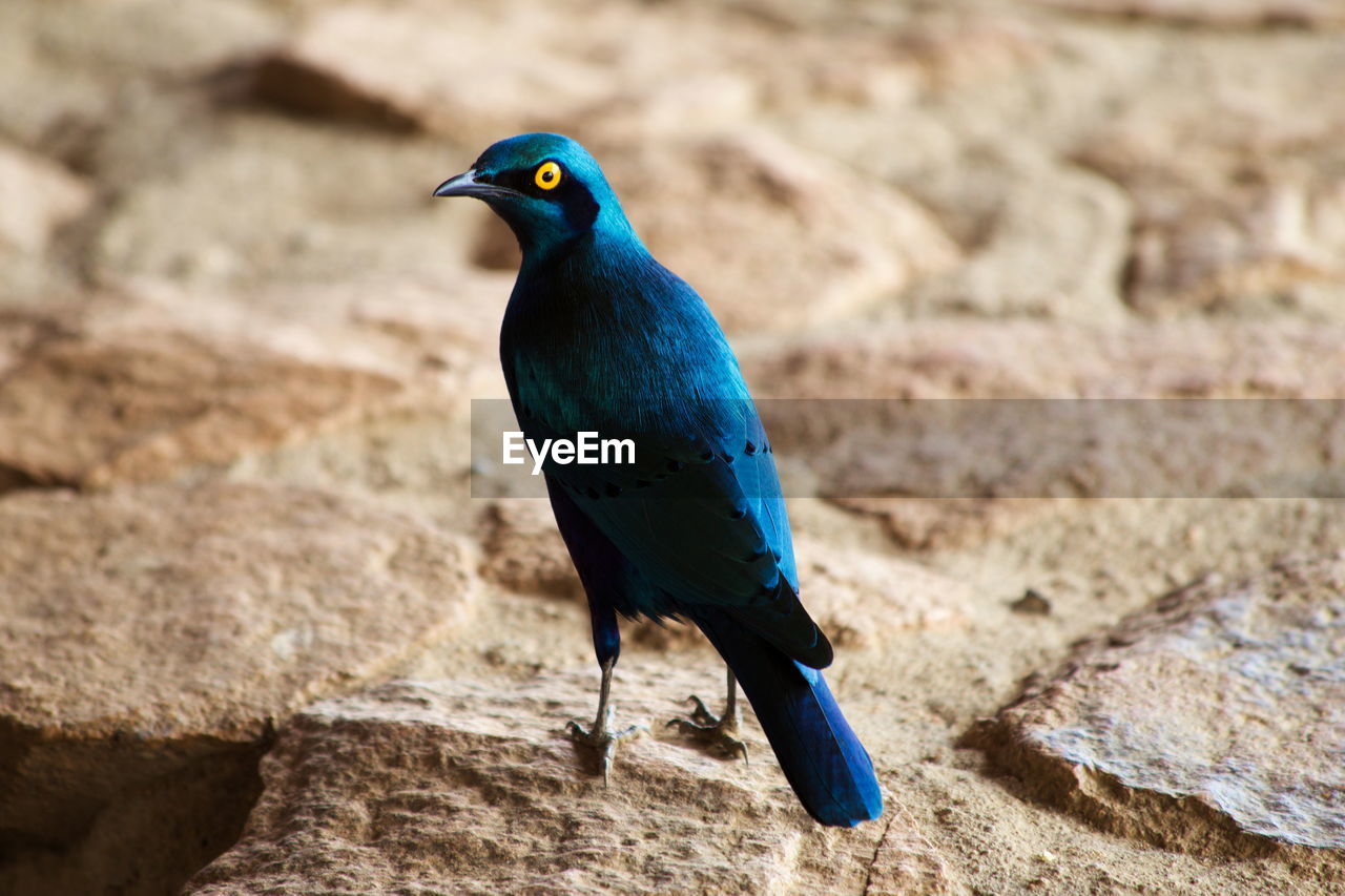 Cape glossy starling, kruger national park, south africa