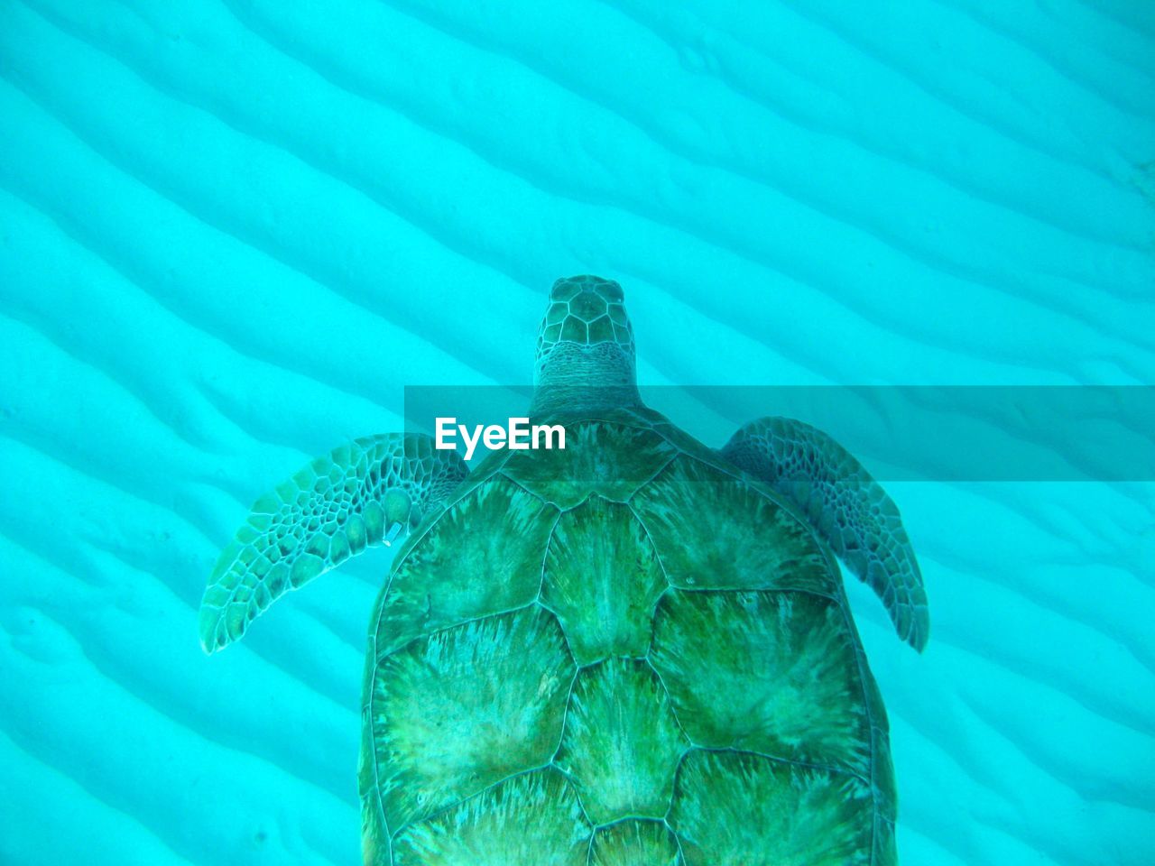 CLOSE-UP OF TURTLE SWIMMING UNDERWATER