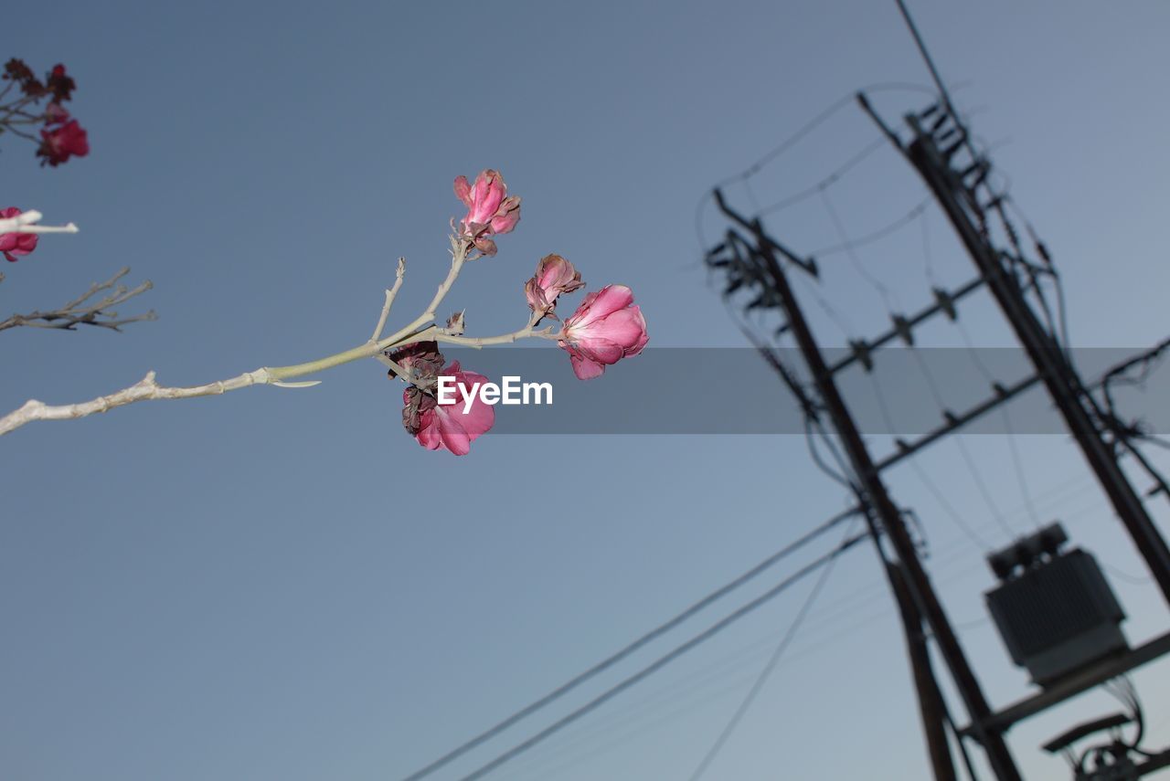 LOW ANGLE VIEW OF PINK FLOWERING PLANT AGAINST SKY