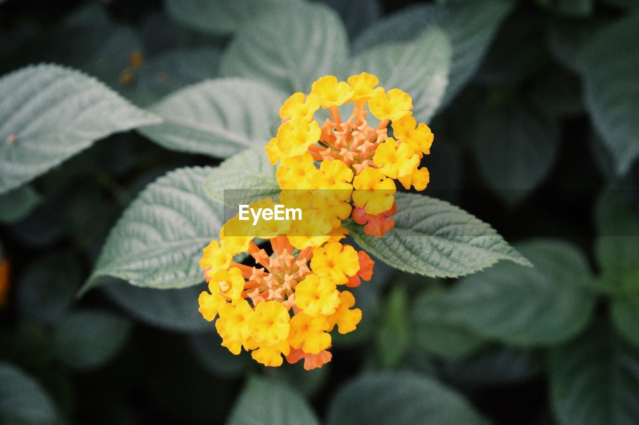 Close-up of marigold blooming in park