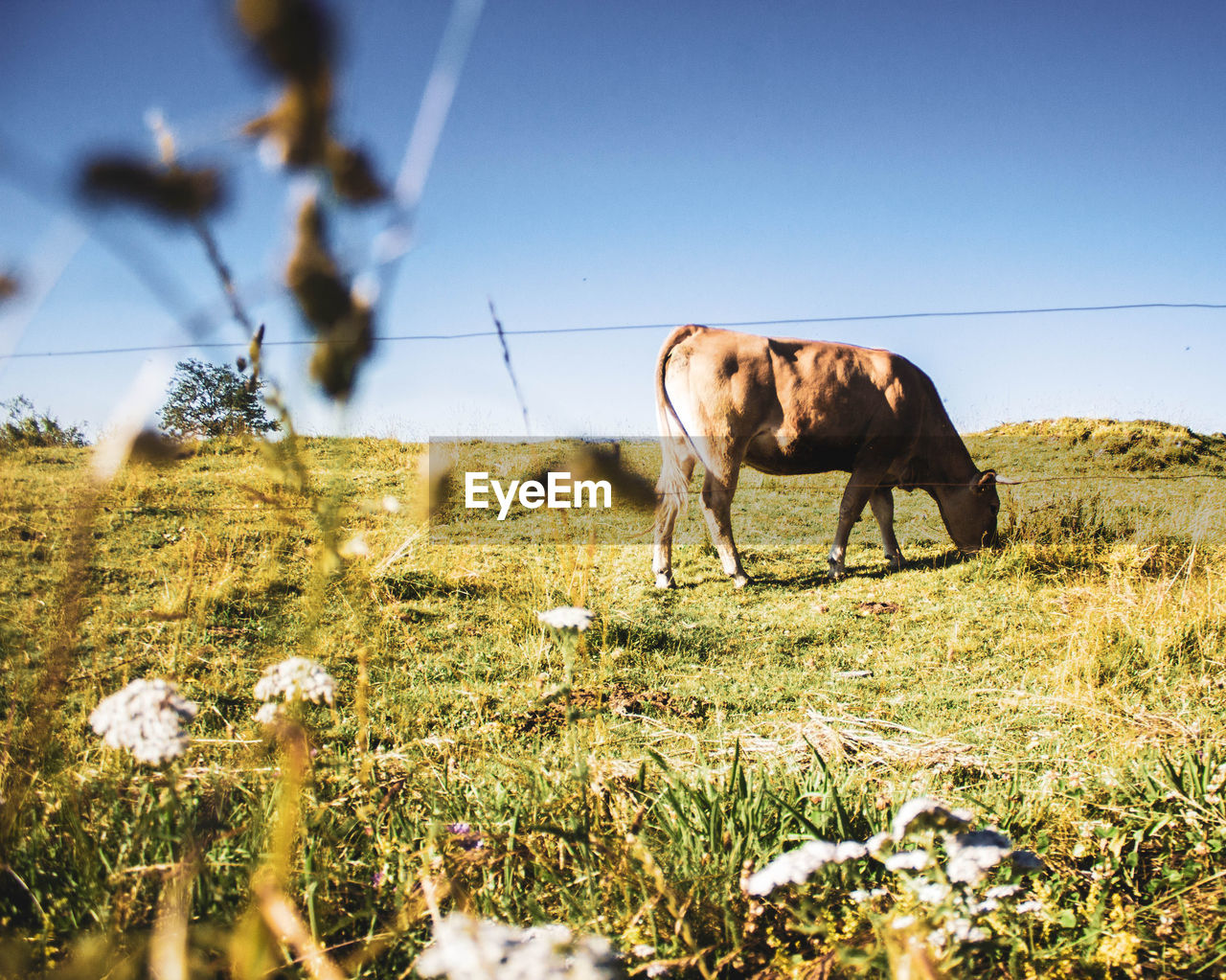Brown cow grazing in the field against blue sky