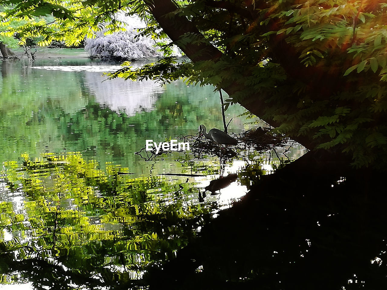 REFLECTION OF TREE IN WATER