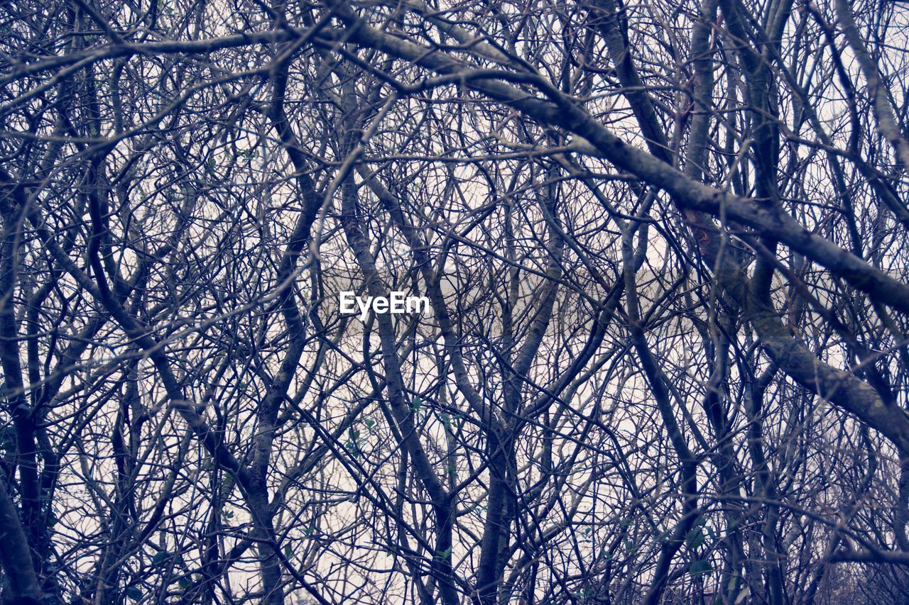 LOW ANGLE VIEW OF BARE TREES IN FOREST