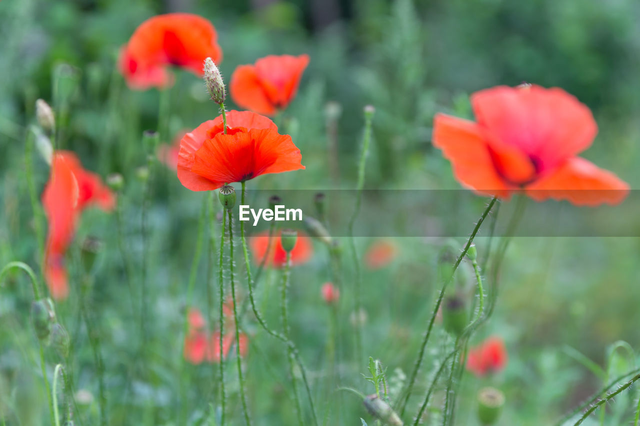 CLOSE-UP OF RED POPPY FLOWERS