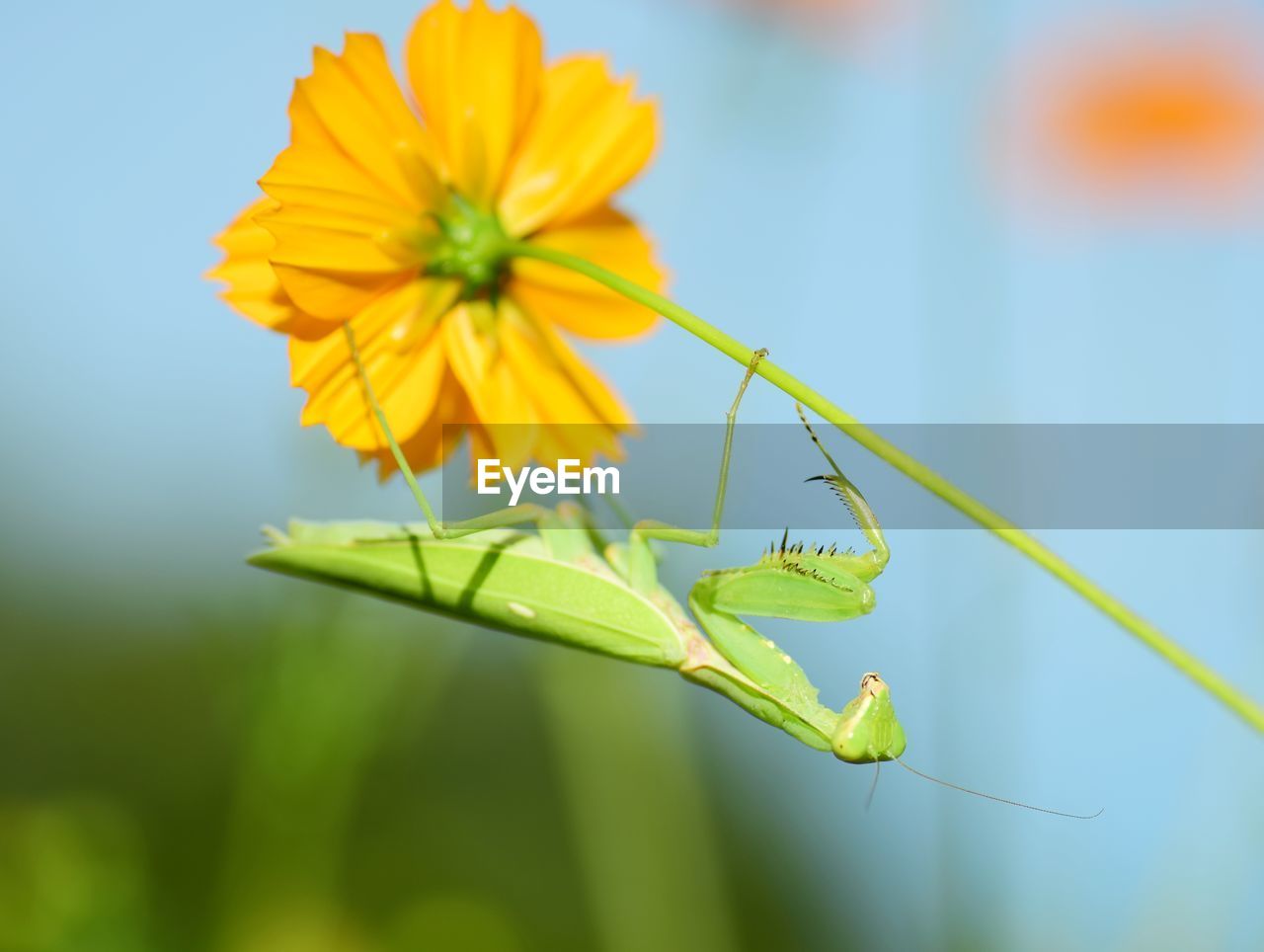 Close-up of insect on yellow flower