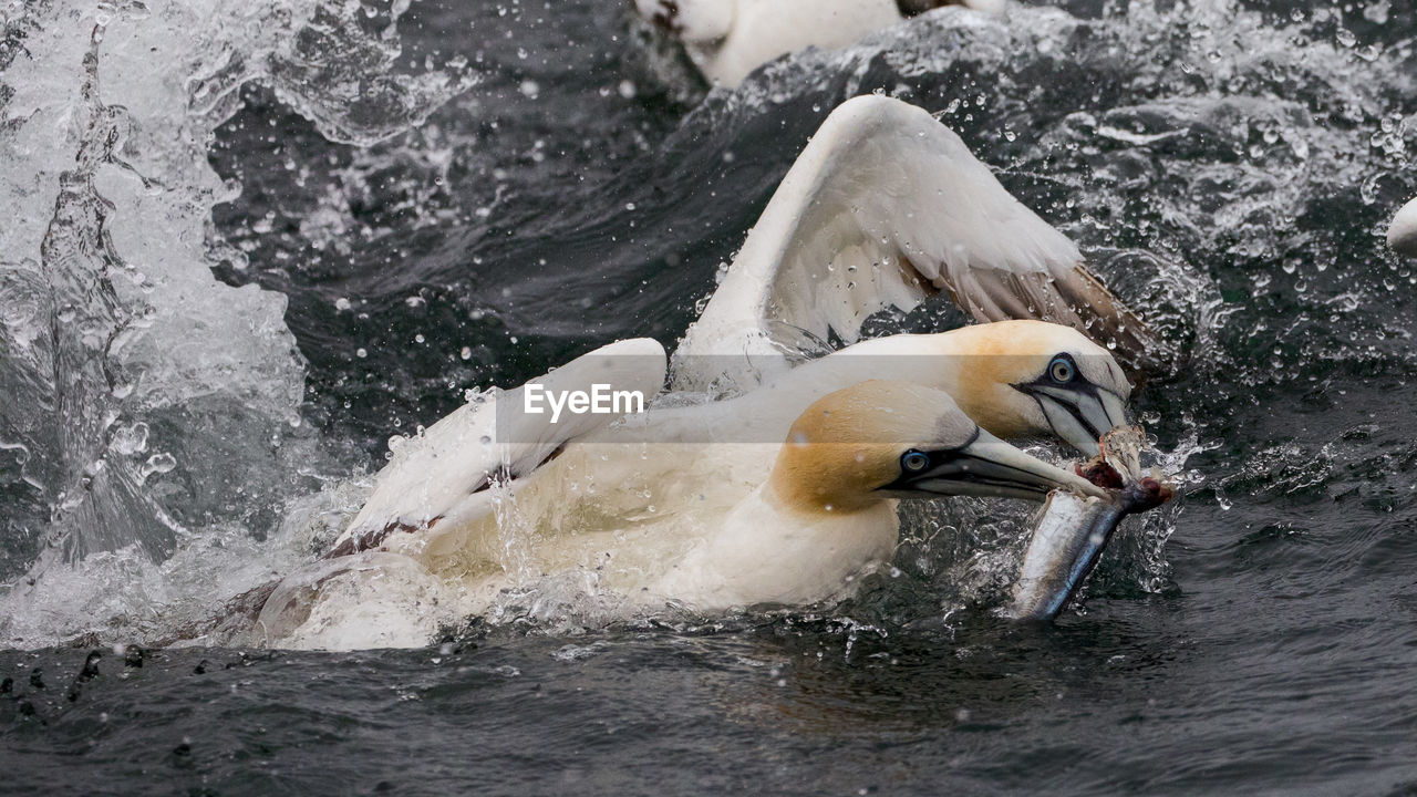 Birds catching fish in sea