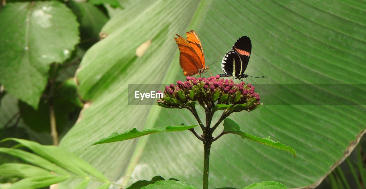 HIGH ANGLE VIEW OF BUTTERFLY ON FLOWER