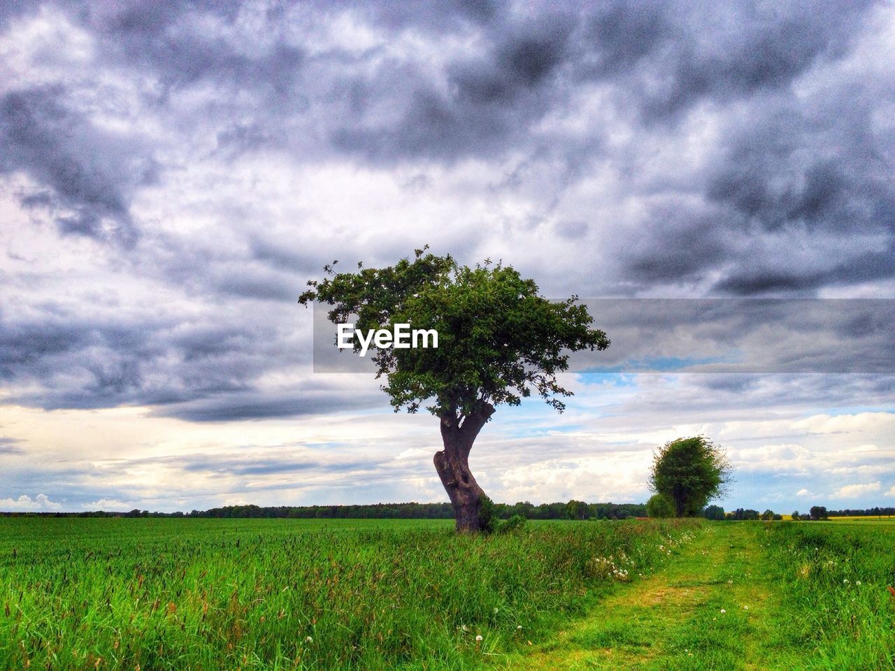 Tree growing on grassy field against cloudy sky