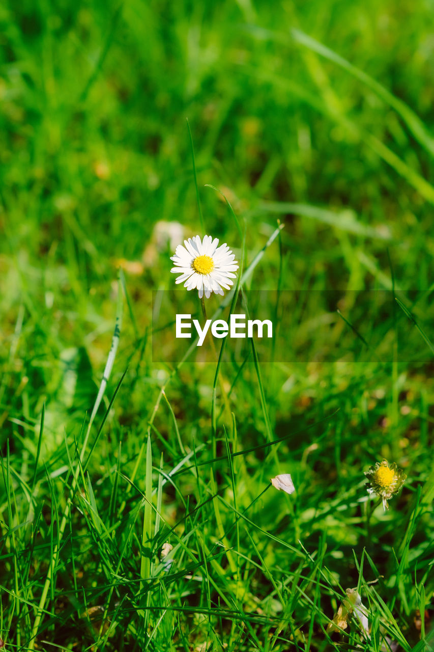 CLOSE-UP OF WHITE FLOWERING PLANT IN FIELD