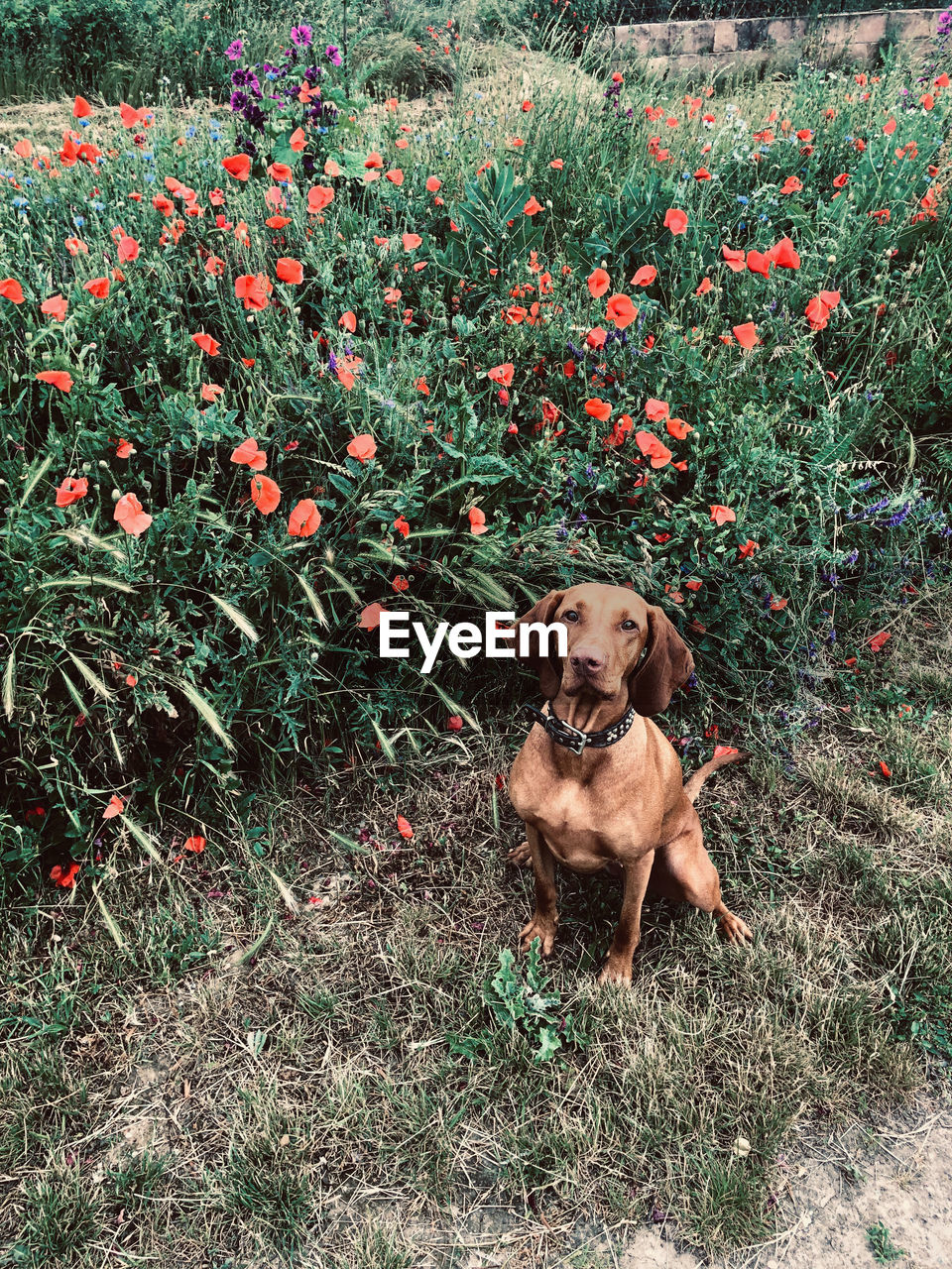 PORTRAIT OF DOG ON FIELD