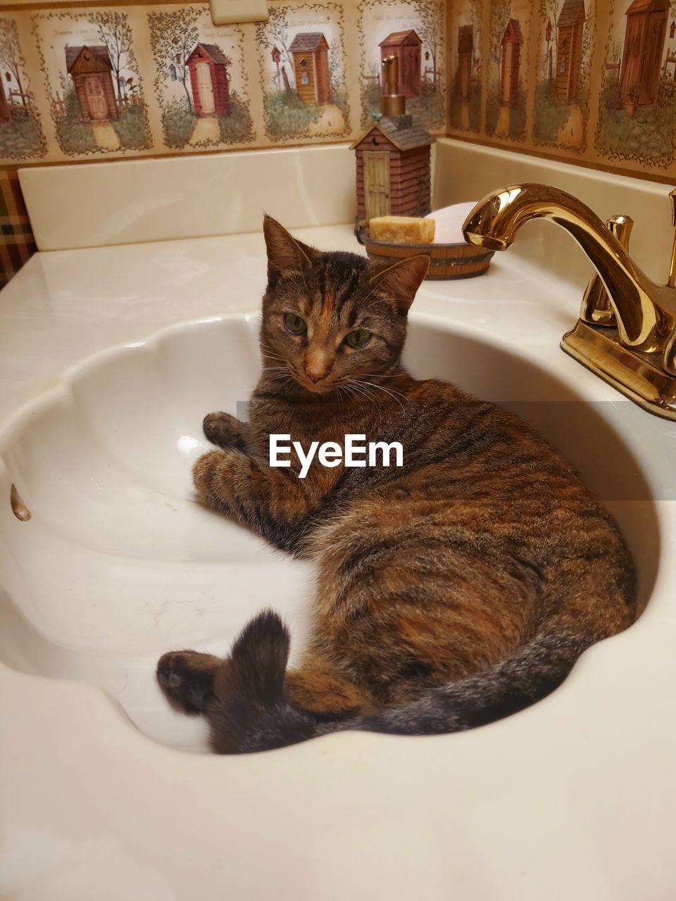 CAT LYING ON THE FLOOR