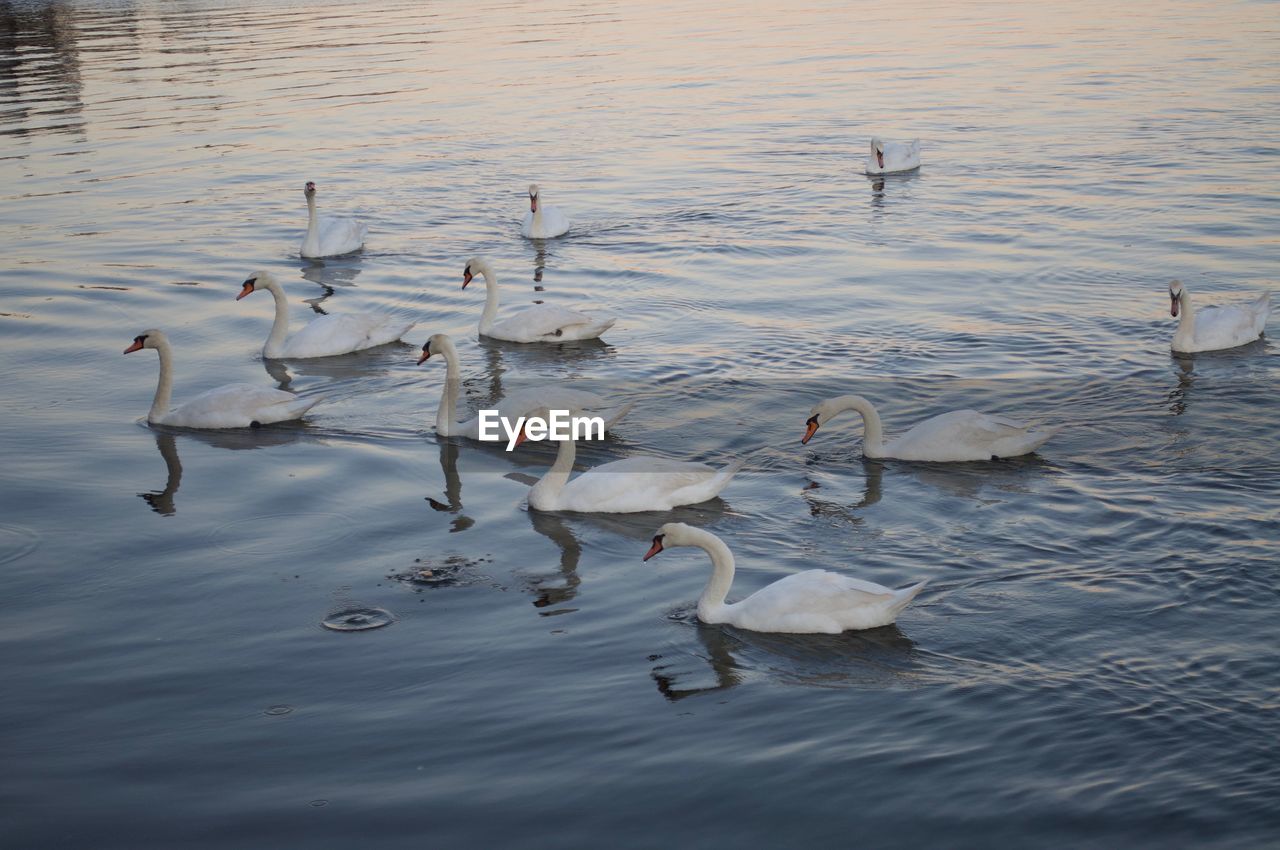 High angle view of swans swimming in lake