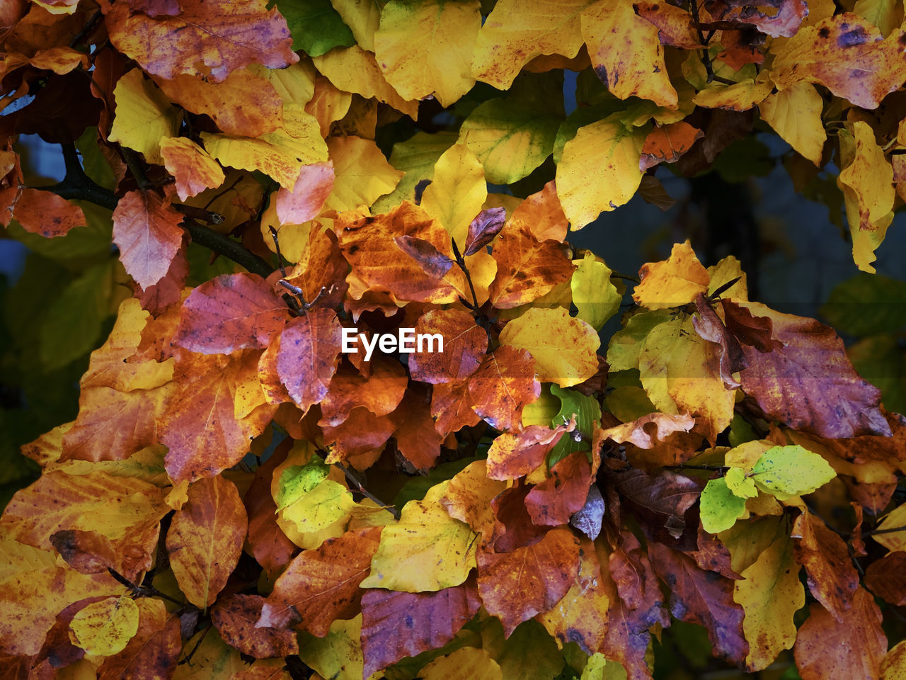 Full frame shot of autumnal leaves