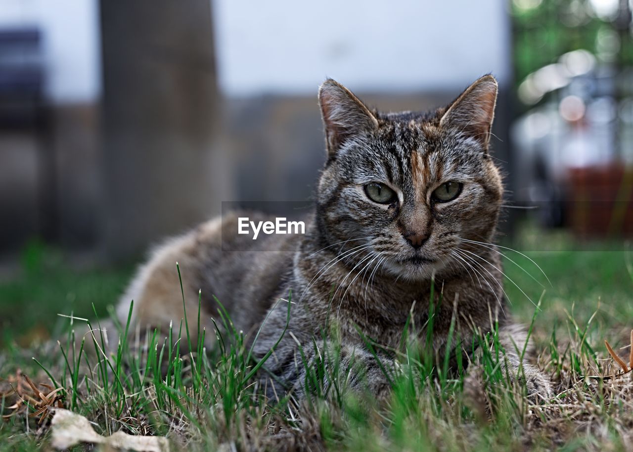 Portrait of a cat on field