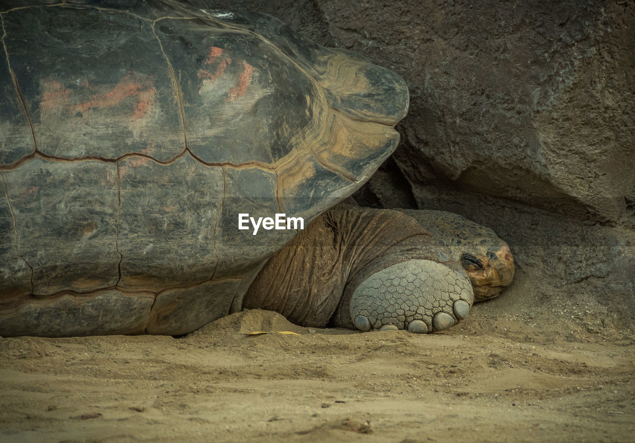 Galapagos giant tortoise relaxing on field against rock formation