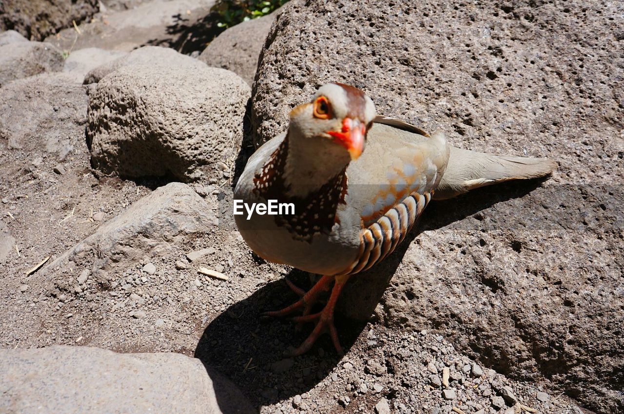 CLOSE-UP OF DUCKS