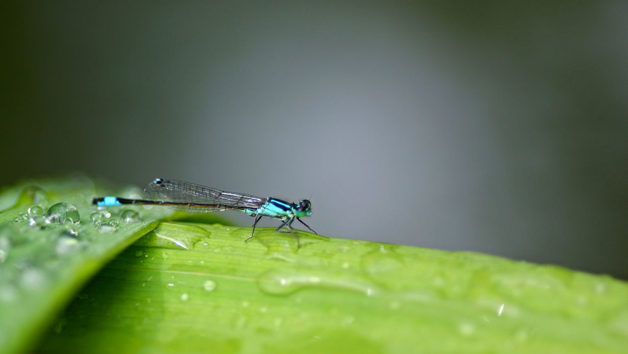 Macro shot of damselfly on wet leaf