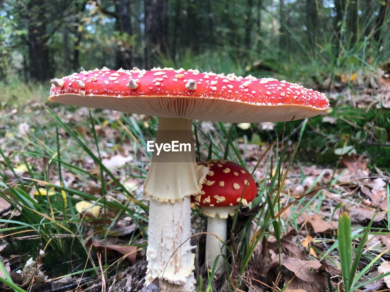 Close-up of fly agaric mushroom on land