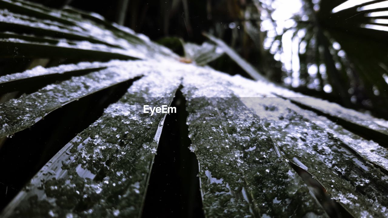 CLOSE-UP OF WET PLANT DURING WINTER