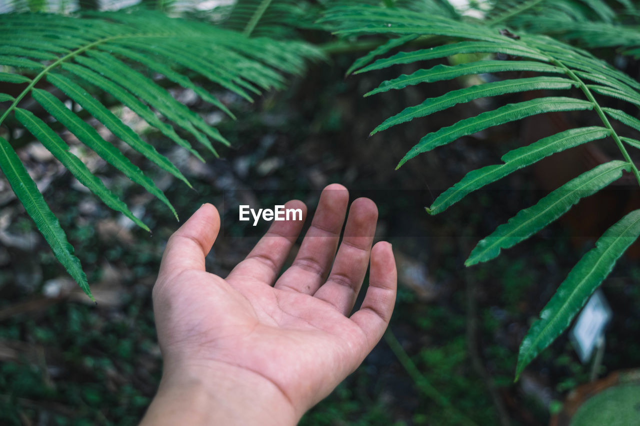 Close-up of hand against plants