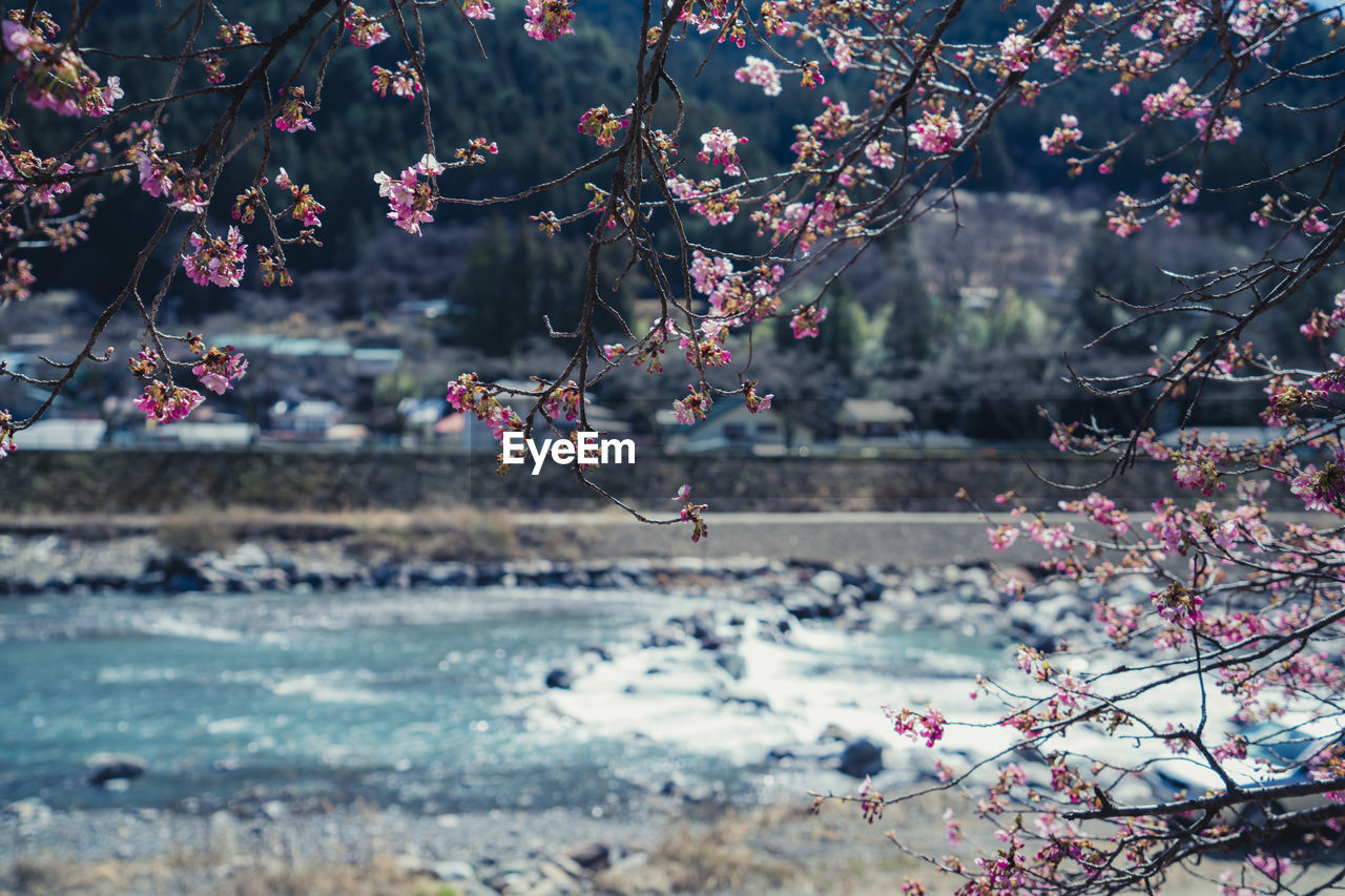 Kawazu cherry blossoms blooming in early spring in toyamago, nagano, japan.