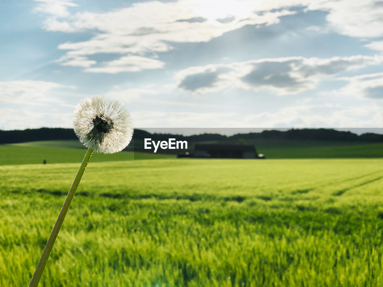 SCENIC VIEW OF FLOWER FIELD AGAINST SKY