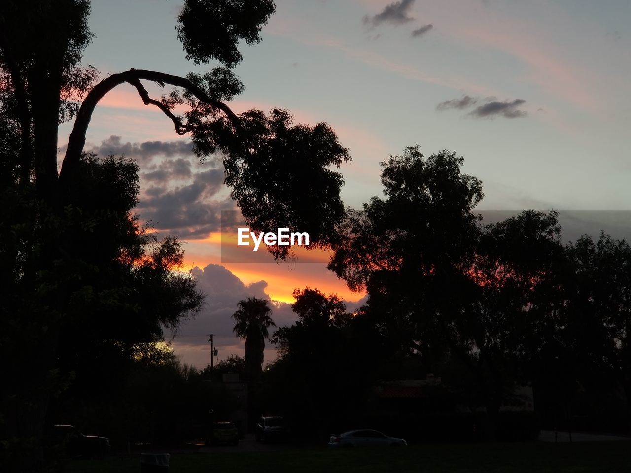 SILHOUETTE TREES AGAINST SKY AT SUNSET