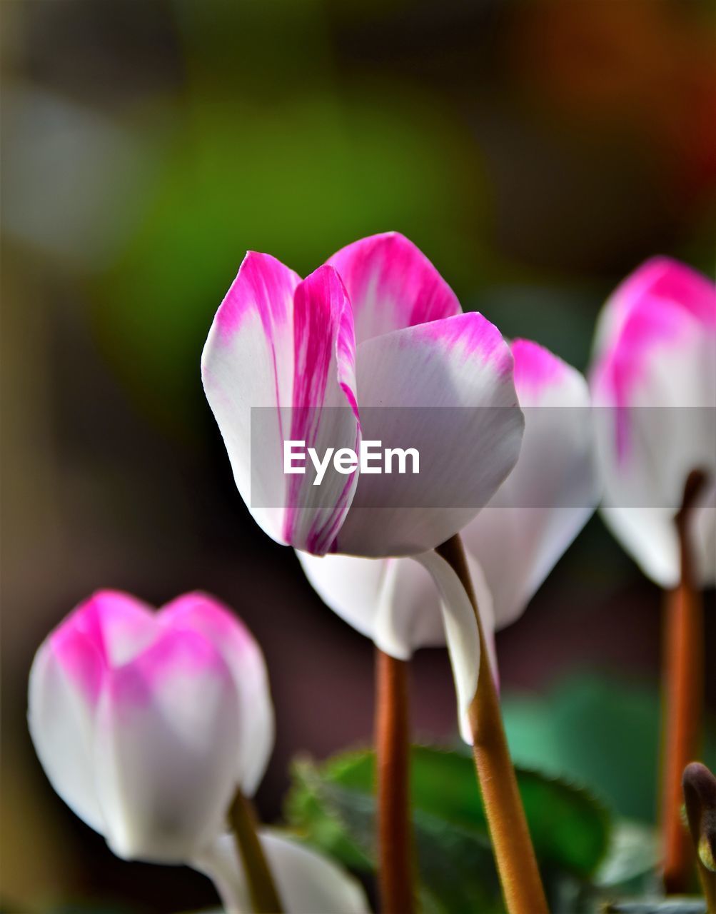 Cyclamen flower