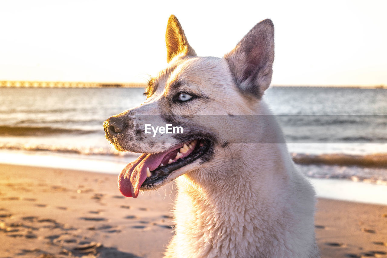 Close-up of dog yawning at beach