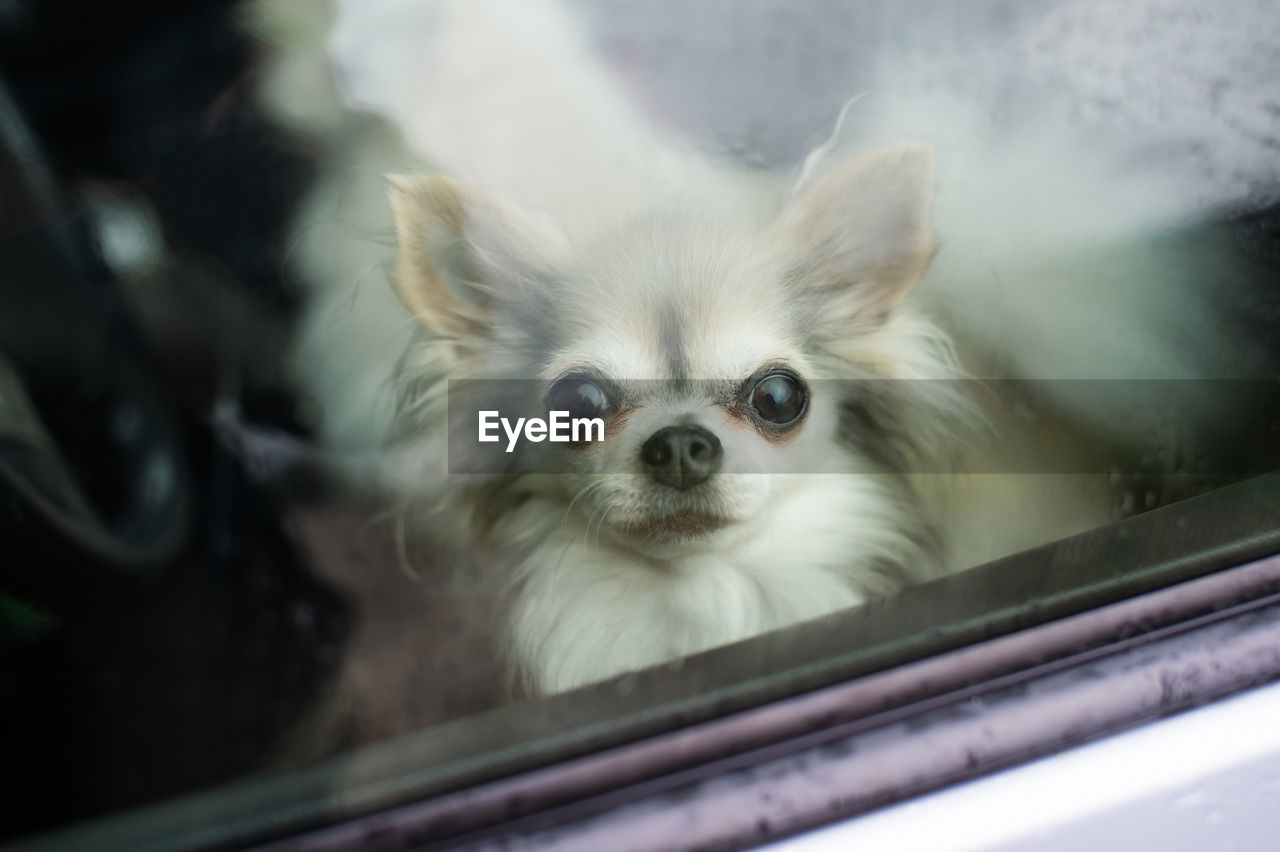 A little chihuahua rides in a car on the seat and looks out the window closed