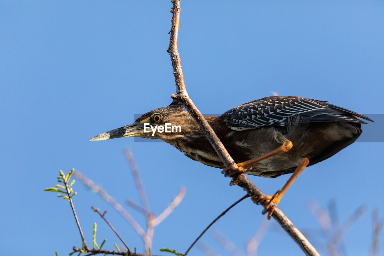 Paranoid little green heron butorides virescens in a marsh in sarasota, florida