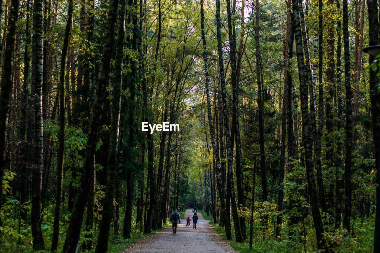 Rear view of people walking on road in forest