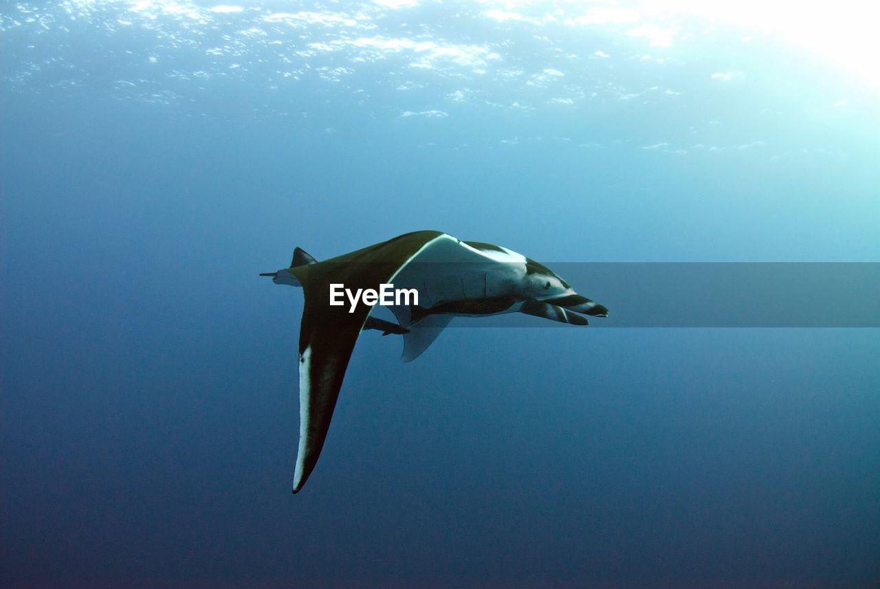 Low angle view of fish underwater