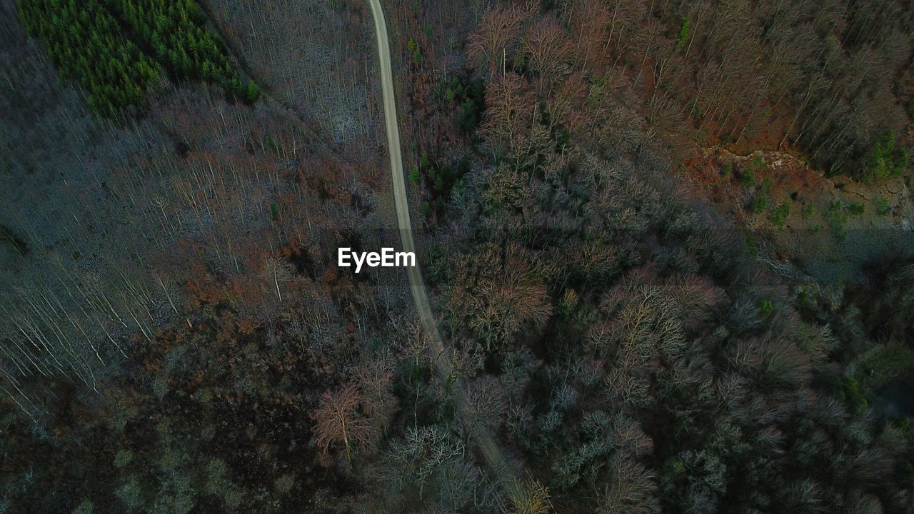 Aerial view of country road amidst trees in forest