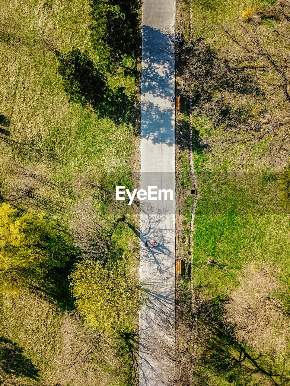 HIGH ANGLE VIEW OF ROAD AMIDST TREES AND PLANTS IN FOREST