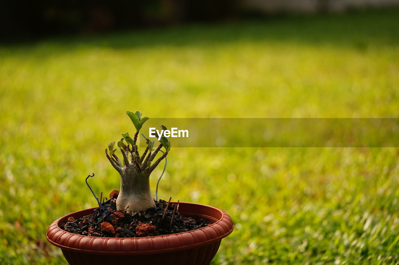 Close-up of small potted thailand adenium plant on field