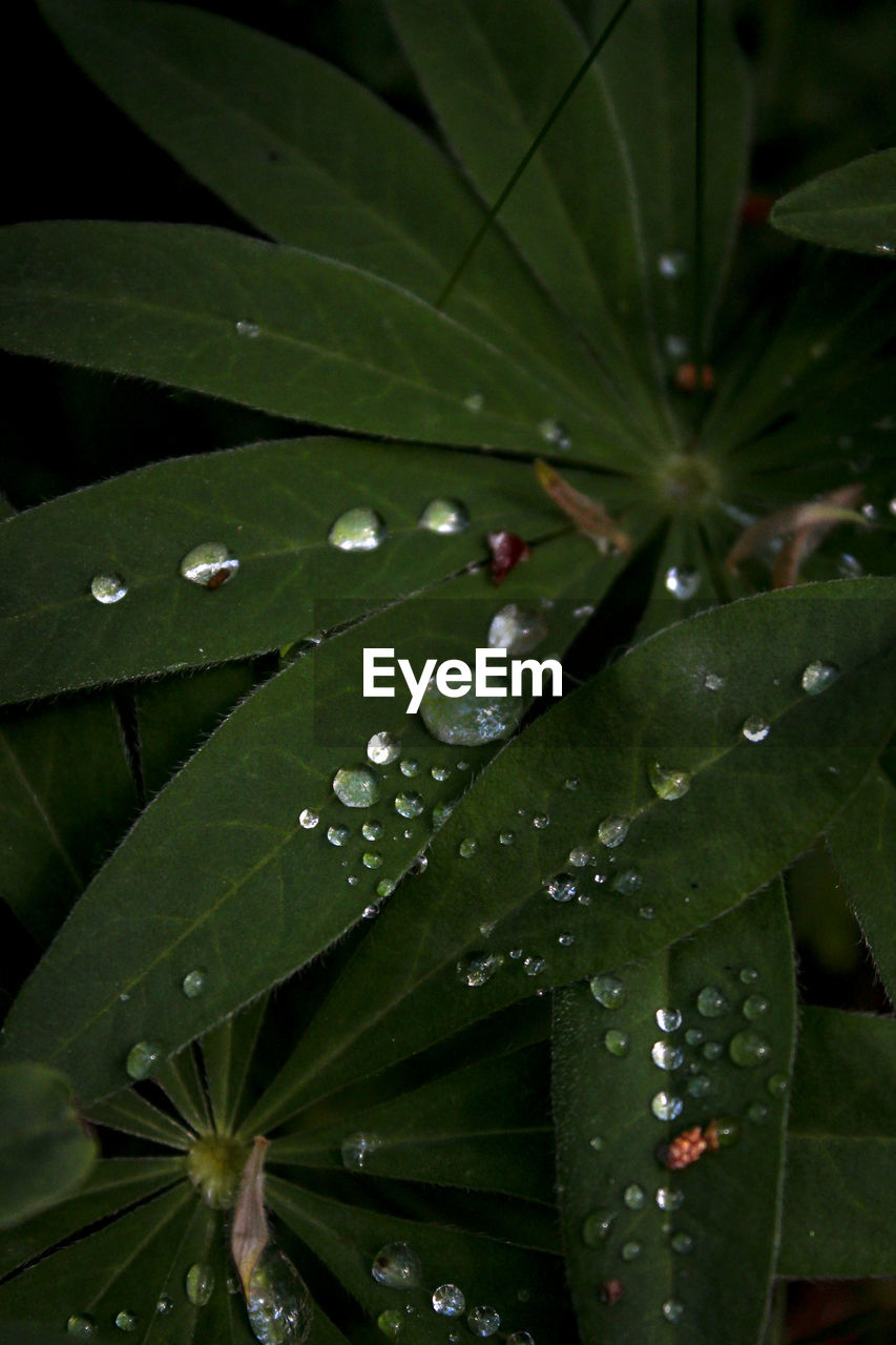 CLOSE-UP OF WATER DROPS ON LEAVES