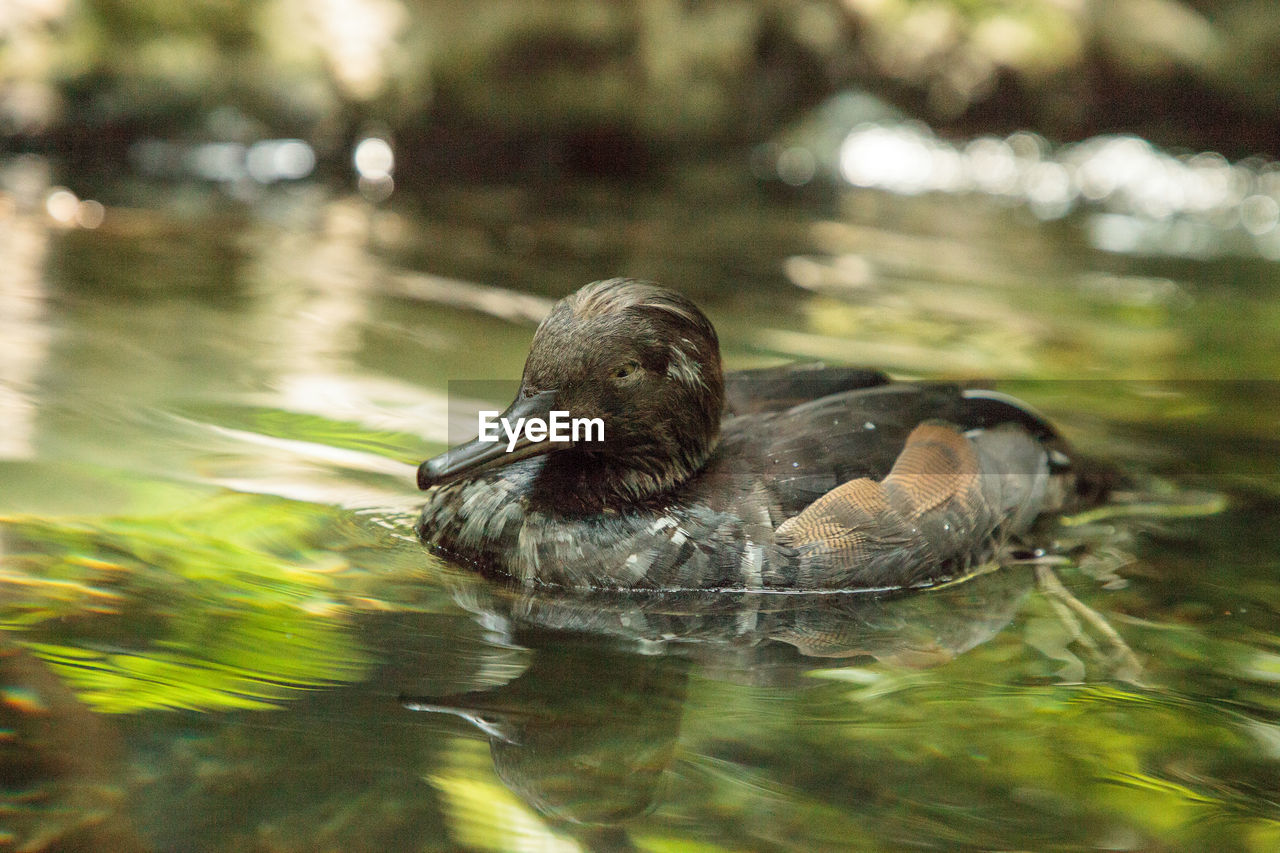 Hooded merganser mergus cucullatus duck swims in a pond in florida.