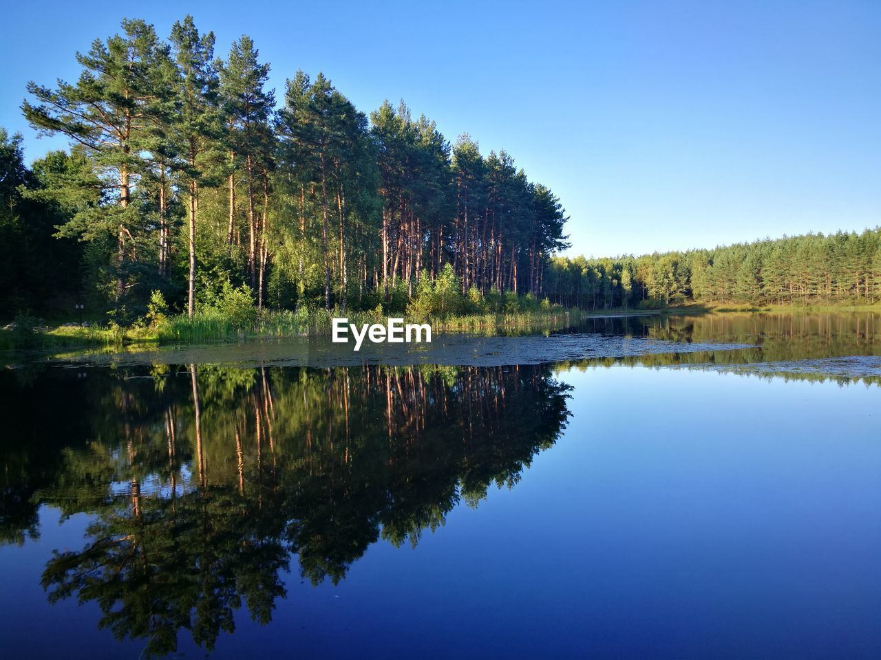 Reflection of trees in lake against clear blue sky