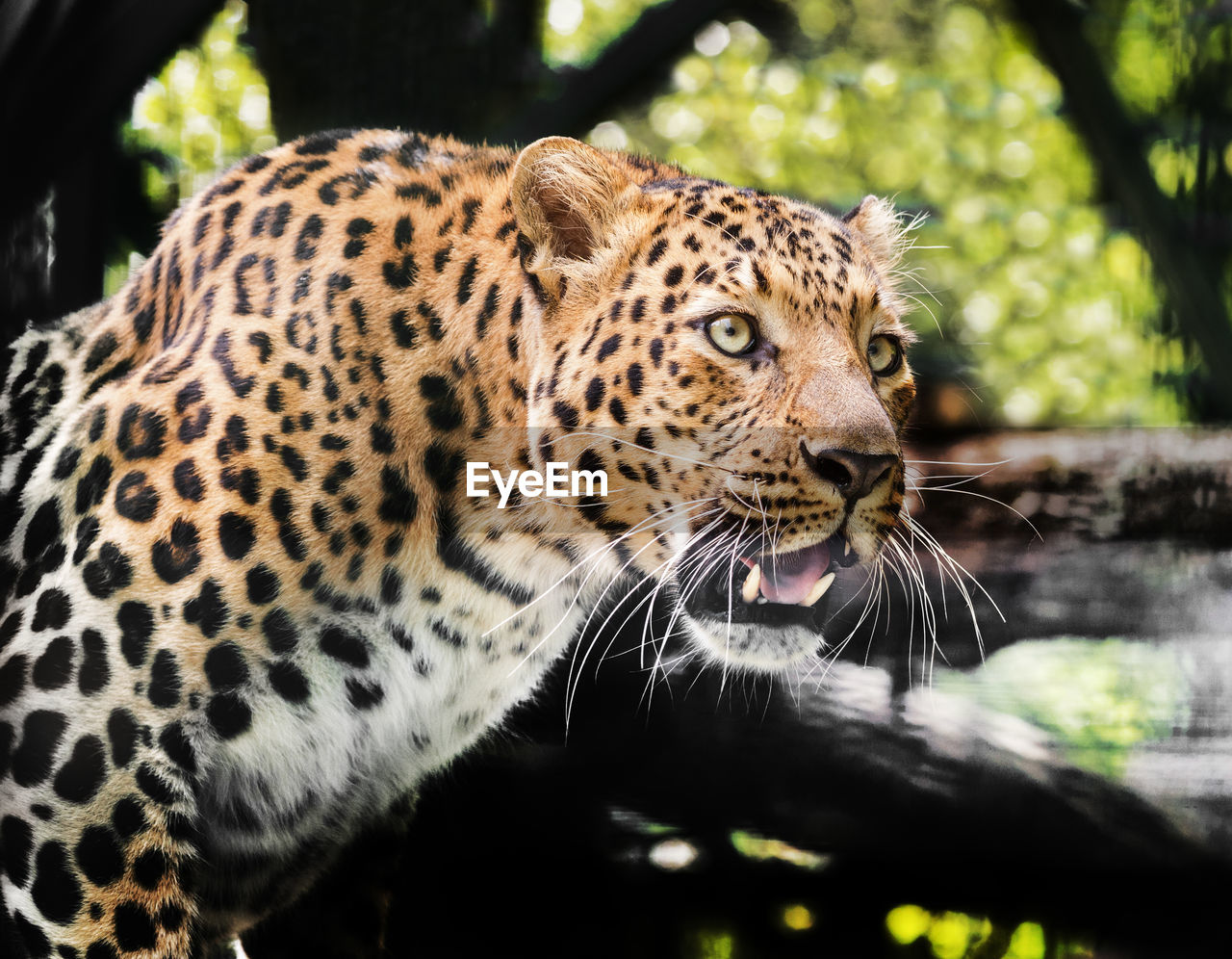 CLOSE-UP OF A TIGER