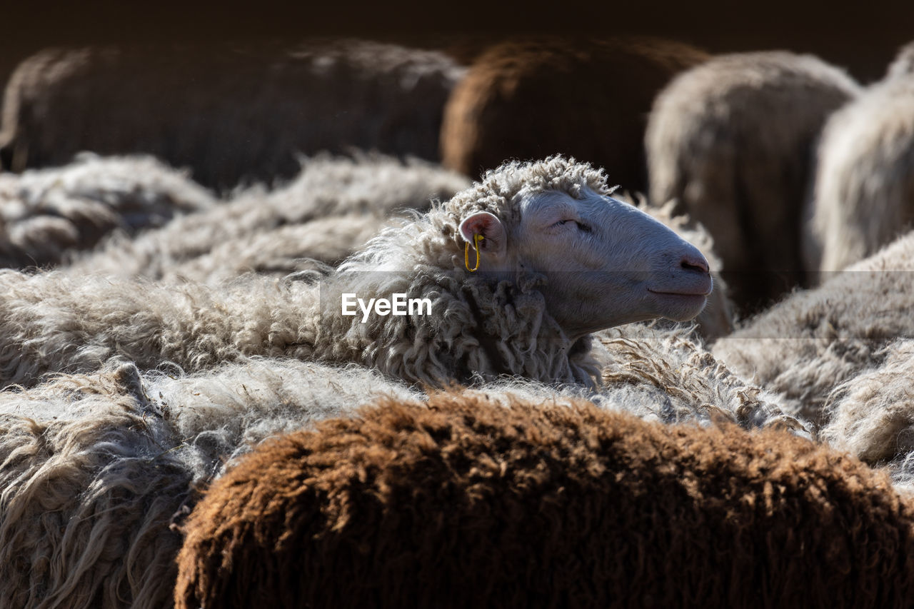 The sheep peacefully graze in the pen. a lot of beautiful lambs. the rays of the sun illuminate.