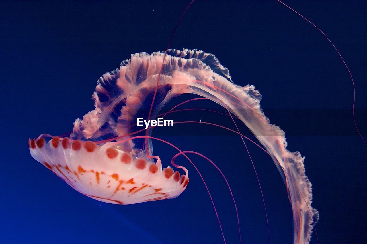 CLOSE-UP OF JELLYFISH IN WATER