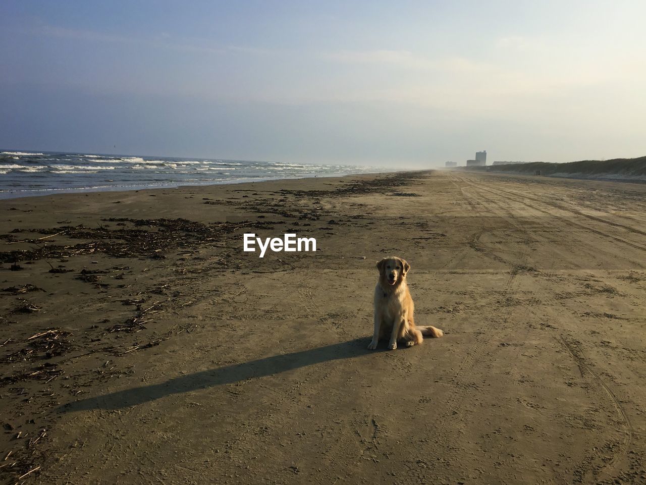 Dog on empty beach