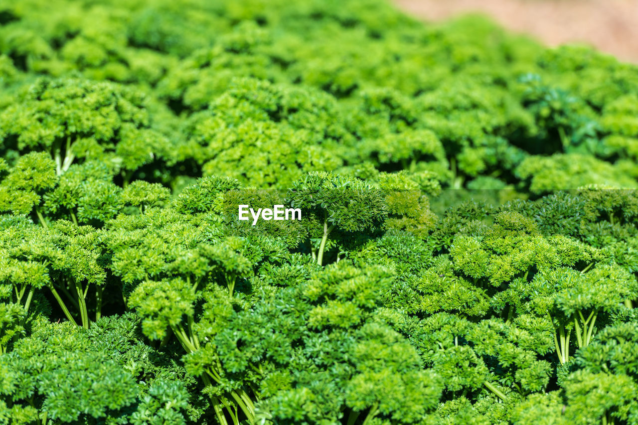 FULL FRAME SHOT OF FRESH GREEN PLANTS IN FOREGROUND