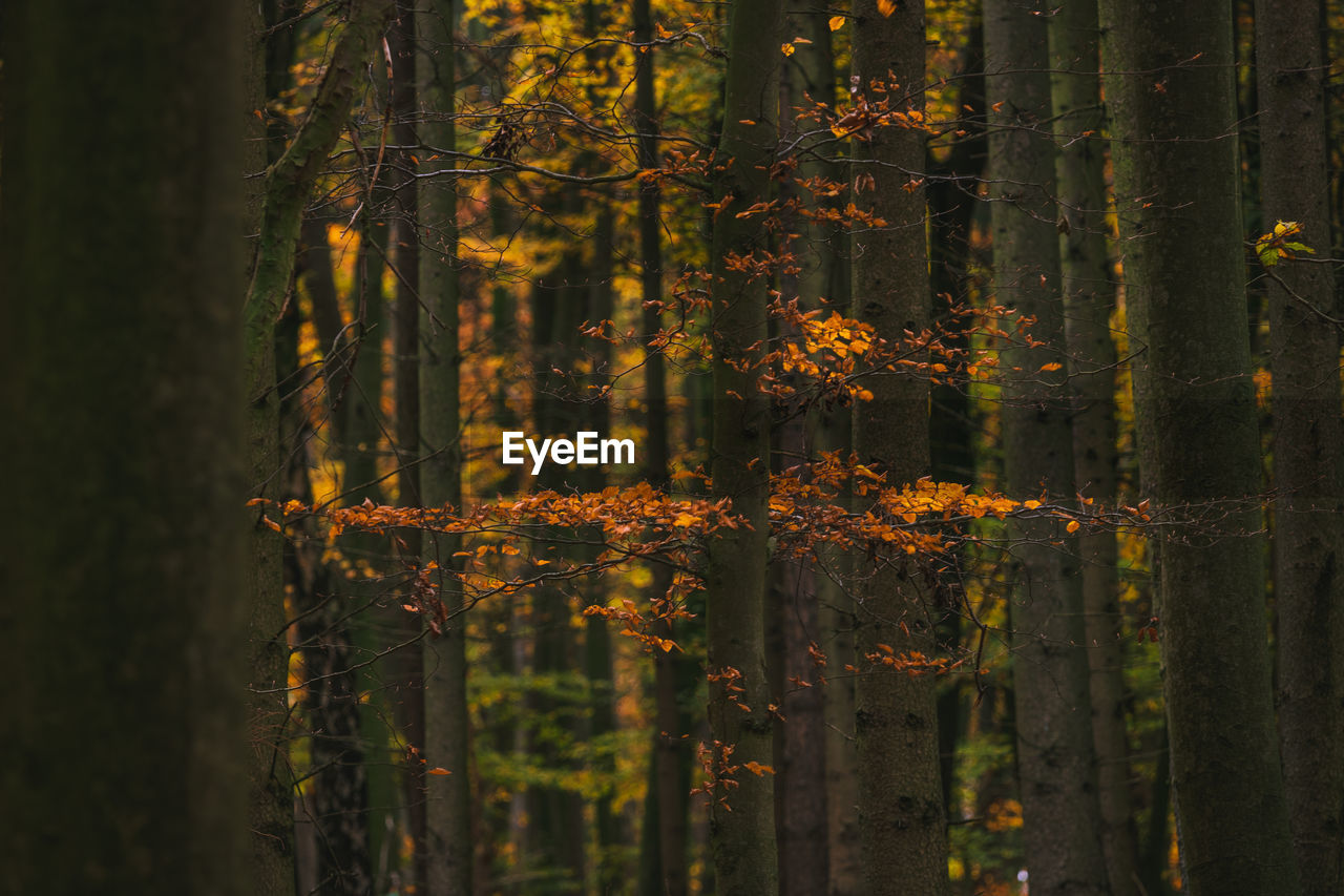 Trees in forest during autumn