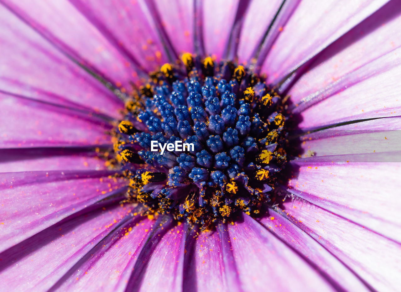 Close-up of purple flower