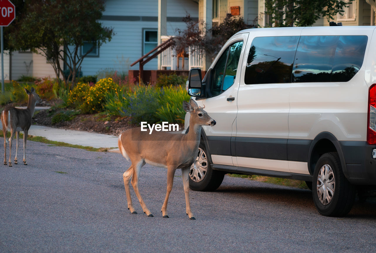 Deer standing on road