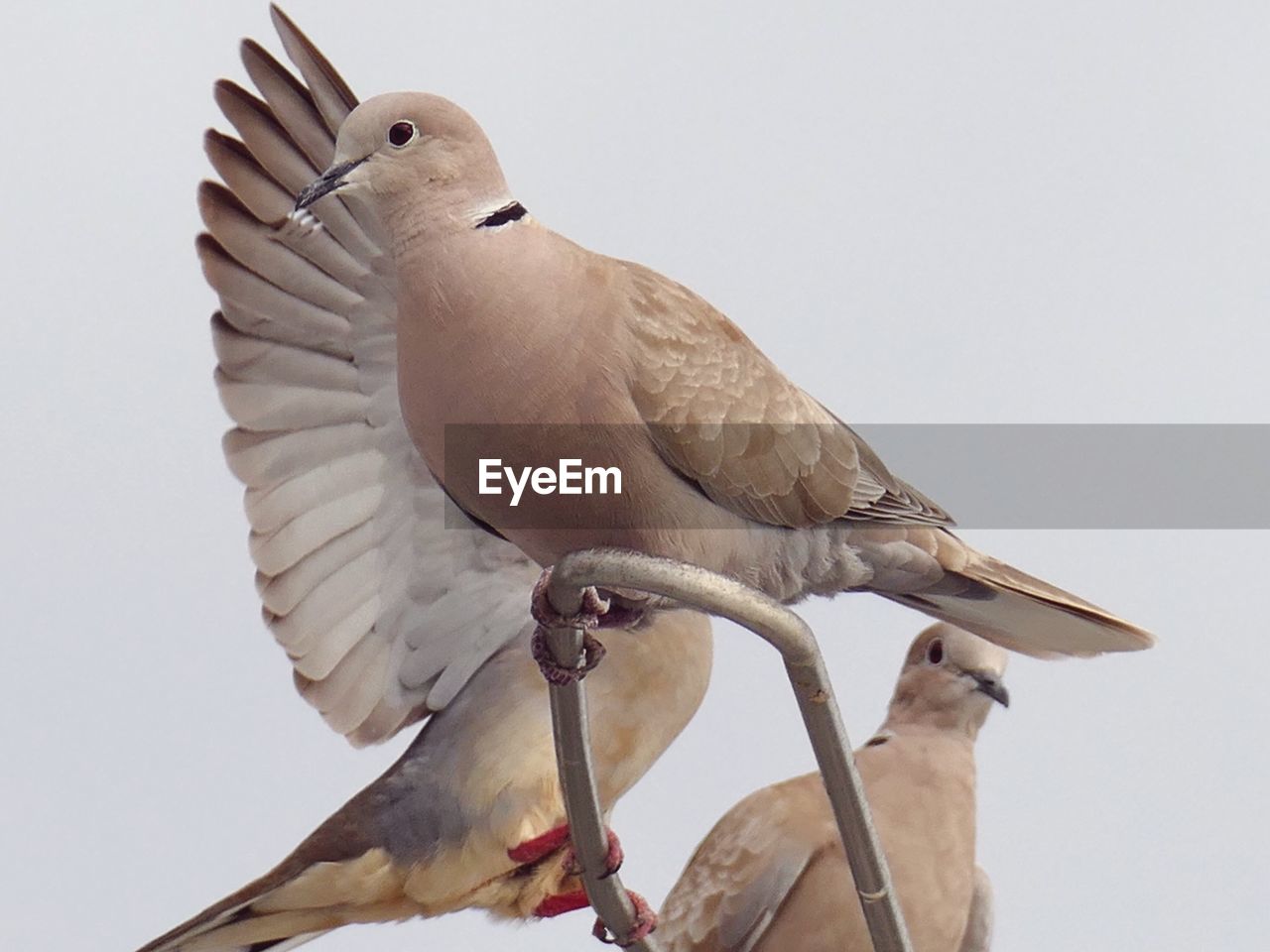 Low angle view of pigeons perching on antenna against sky