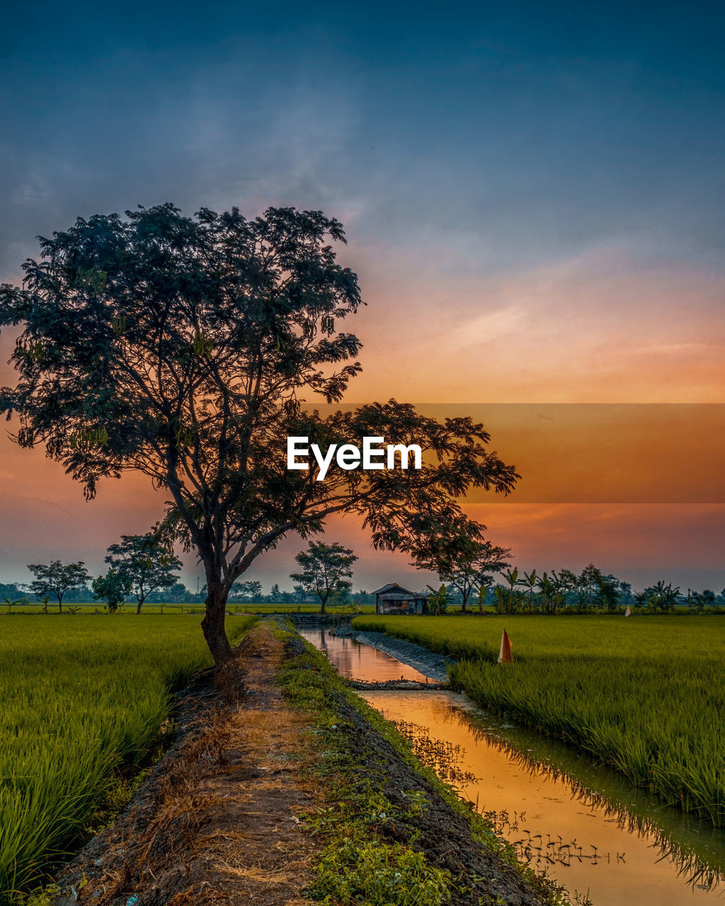 Tree on field against sky during sunset