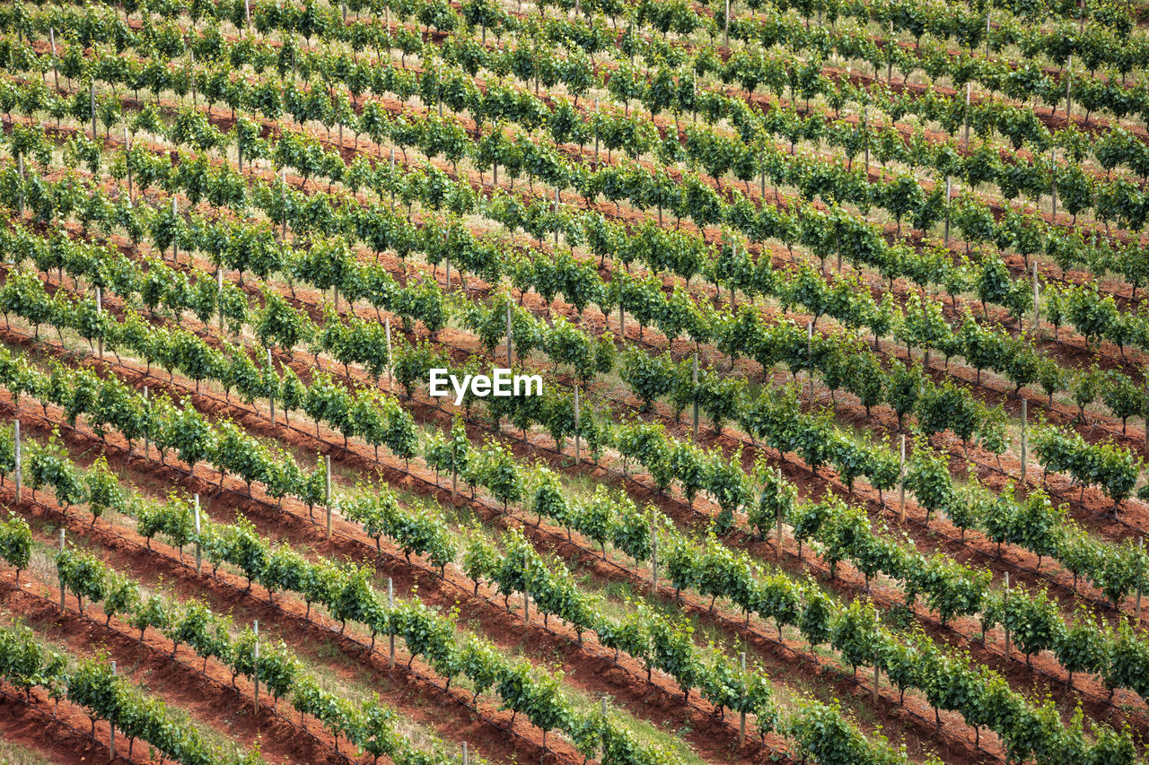 Vineyards in stellenbosch, the town near cape town famous for the production of wine